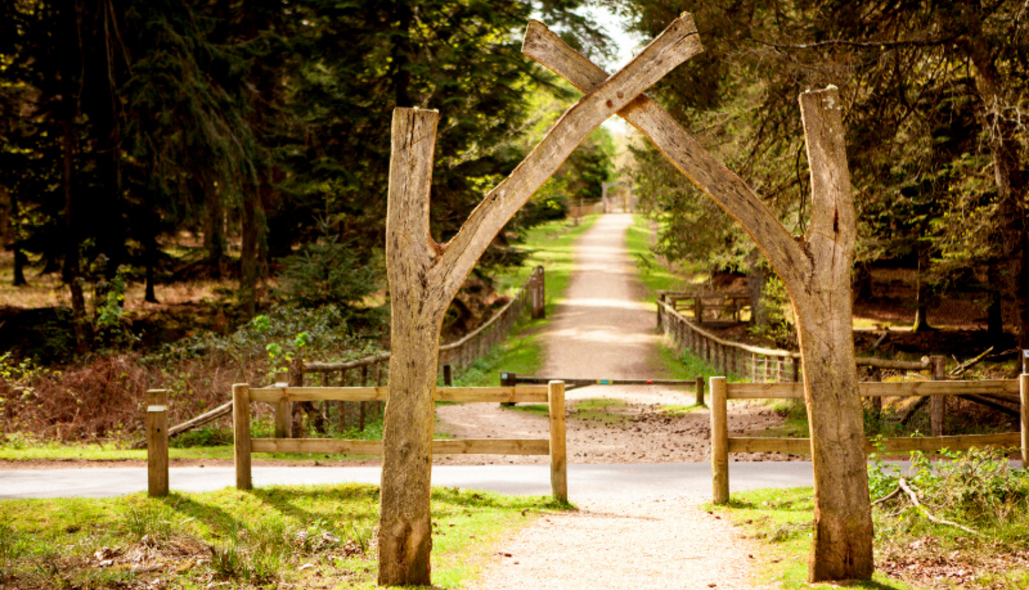 Tall Trees Walk